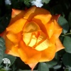 Роза флорибунда Алинка на штамбе фото 2 