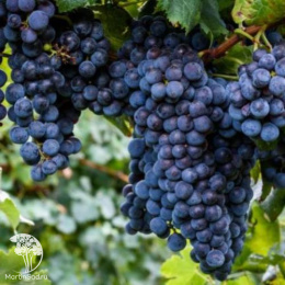 Виноград Изабелла