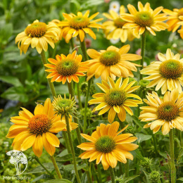Эхинацея пурпурная Меллоу Еллоу