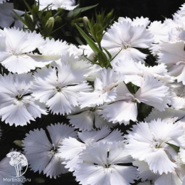 Dianthus chinensis Diana White Гвоздика китайская Диана Вайт