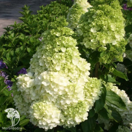 Гортензия метельчатая Полярный медведь