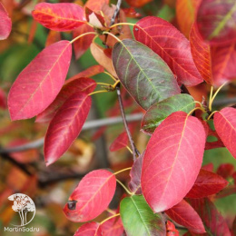 Ирга Ламарка