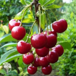 Вишня Молодёжная