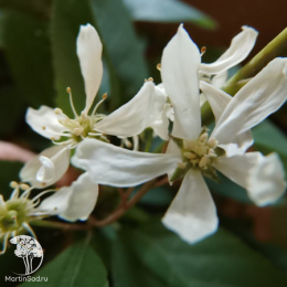 Ирга канадская Глоб