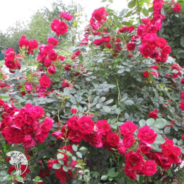 Роза Аделаида Худлесс