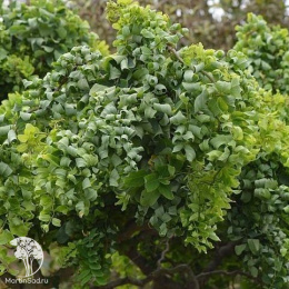 Pобиния лжеакация Твисти Беби на штамбе