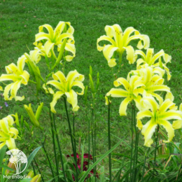 Лилейник Хэвентли Флайт оф Энджел