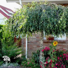 Берёза повислая Янги на штамбе