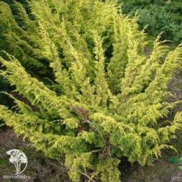 Можжевельник китайский Плюмоза Ауреа