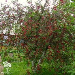 Вишня Малышка