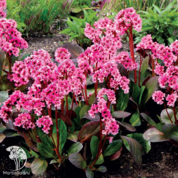 Бадан гибридный Пинк Дрэгонфлай