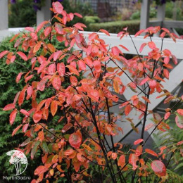 Ирга канадская Принцесса Диана