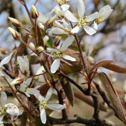 Ирга Ламарка три ствола переплетены в косу