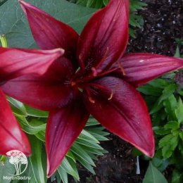 Лилия Блэк Джек