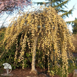 Ива козья Пендула на штамбе