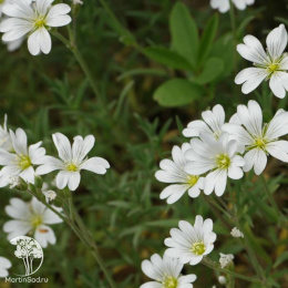 Ясколка Биберштейна