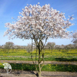 Ирга гладкая Балерина