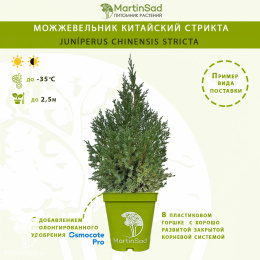 Можжевельник китайский Стрикта