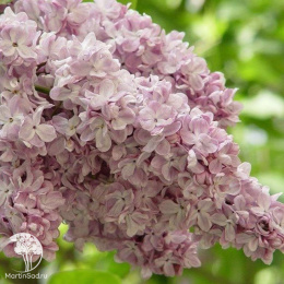 Сирень обыкновенная Богдан Хмельницкий