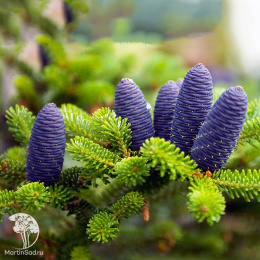 Пихта корейская