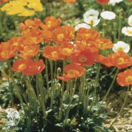 Мак голостебельный Садовый Гном