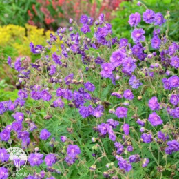 Герань луговая Пленум Виолацеум