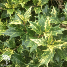 Османтус разнолистный Гошики