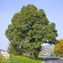 Дуб скальный