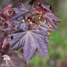 Клён остролистный Кримсон Кинг Глоб на штамбе