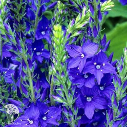 Вероника дубравная Роял Блю