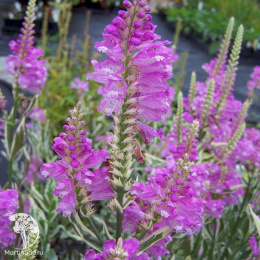 Физостегия виргинская Вариегата