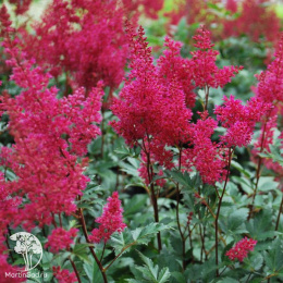 Астильба японская Монтгомери