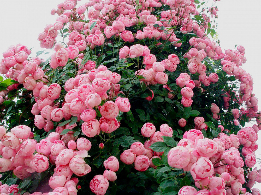 Какие плетистые розы цветут все лето фото и названия