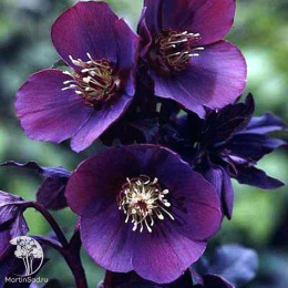 Морозник восточный Блю Леди