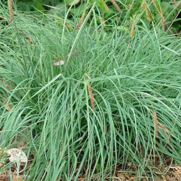 Осока повислая