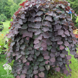 Церцис канадский Руби Фолс