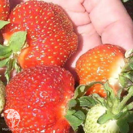 Земляника Заря