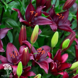 Лилия Блэк Чарм