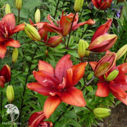 Лилия Спарго