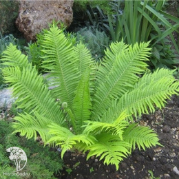 Страусник обыкновенный