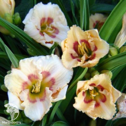 Лилейник гибридный Ол Американ Бэйби