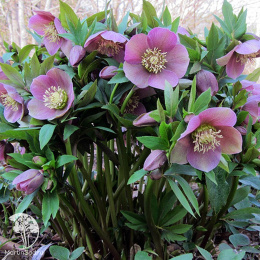 Морозник восточный Пинк Леди