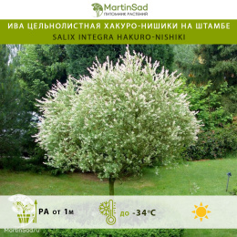 Ива цельнолистная Хакуро-Нишики на штамбе