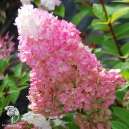 Гортензия метельчатая Ванилла Фрейз