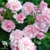 Роза флорибунда Боника на штамбе фото 5 