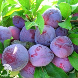 Сверхвыгодрный комплект! Алыча Сувенир Востока + опылитель Слива русская (алыча) Кубанская Комета