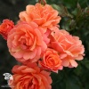 Роза кустовая Ламбада на штамбе фото 2 