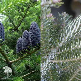 Пихта корейская Молли
