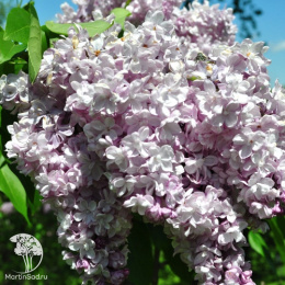 Сирень обыкновенная Генерал Першинг на штамбе