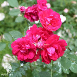 Роза Аделаида Худлесс